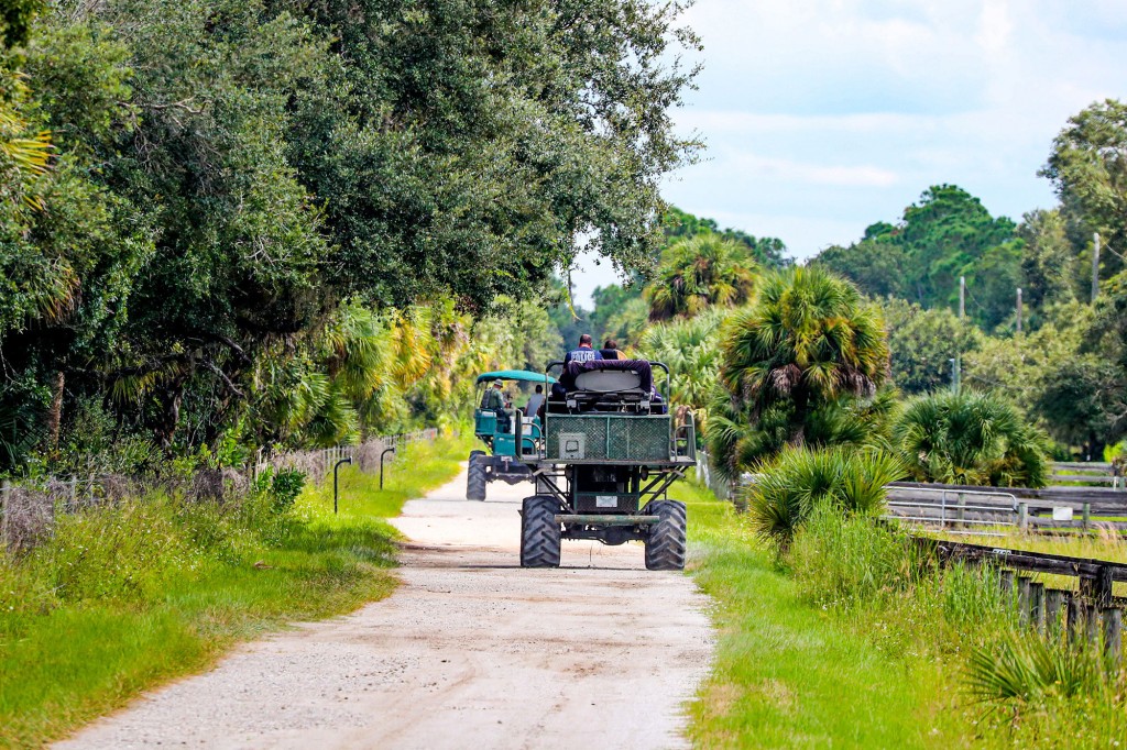 Law enforcement drive swamp buggies down a dirt road on the Southside of the Carlton Reserve, as they search for any signs of Brian Laundrie.