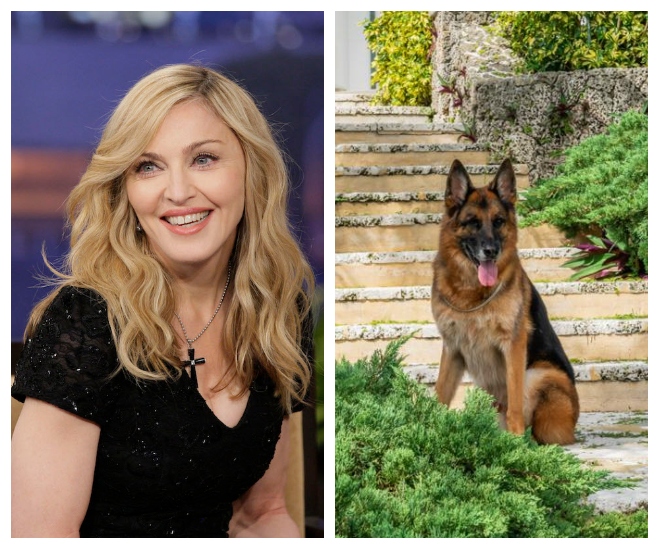 this dog is selling madonna's miami home